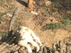 -泉州海丝野生动物世界