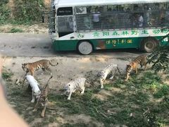 -贵州森林野生动物园