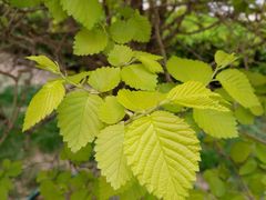 -永和大王(小厨·东四十条店)