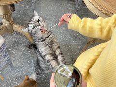 -共舞时光猫咖·狗咖(新街口店)