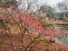 -西溪国家湿地公园