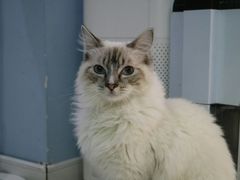 -喵的天空名猫咖啡馆·撸猫·猫舍·用品