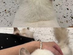 -猫域·湾主题猫咖·宠物吧(南坪城市广场店)