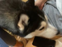 -Husky Go! 哈士奇体验馆·宠物咖啡厅狗咖