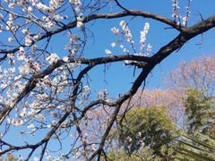 -花洲书院