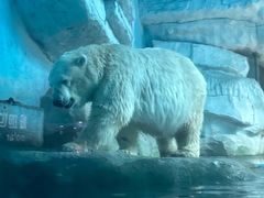 -泉城欧乐堡海洋极地世界