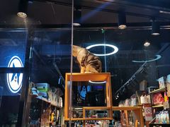 -Goku PET SHOP宠物视觉生活馆(双井店)