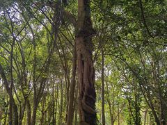 -中国科学院西双版纳热带植物园