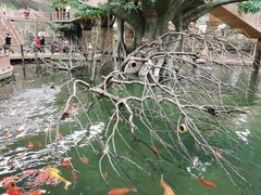 -南宫五洲植物乐园