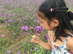 -北京东方普罗旺斯薰衣草庄园