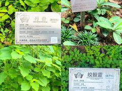 -广州神农草堂中医药博物馆