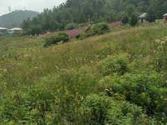 -驼梁风景区