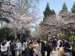 -武汉大学-樱园