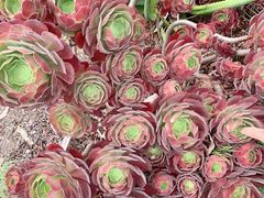 -墨尔本皇家植物园
