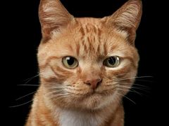 -桂香苑(瑞祥店)