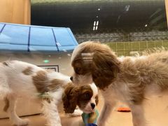 -帕帕拉兹宠物(亚洲旗舰店)