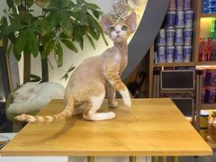 -山宅一喵德文卷毛猫舍