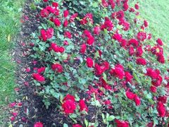 iphone_upload_pic-上海鲜花港