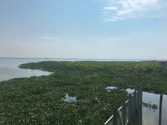 -莲花岛景区