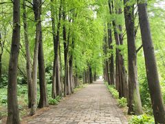 -上海滨江森林公园