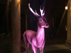 -清迈夜间动物园