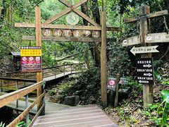 -西双版纳原始森林公园
