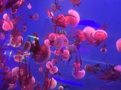 -左海海底世界