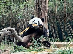 -广州长隆野生动物世界