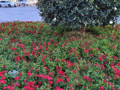 -金满地商业街(黄兴北路店)