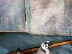 -海合安武汉极地海洋公园