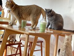 -猫小主咖啡·猫咖cat cafe(福田店)