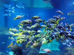 -海合安武汉极地海洋公园