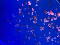 -海合安青岛极地海洋公园