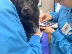 -佑安动物医院·全科·内窥镜中心(幸福巷店)