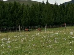 -塞罕坝国家级自然保护区