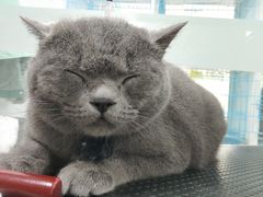 -萌兽医馆·宠物医院·猫骨科(创景店)