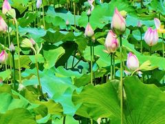 -惠州西湖风景名胜区-丰渚园