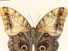 -上海昆虫博物馆