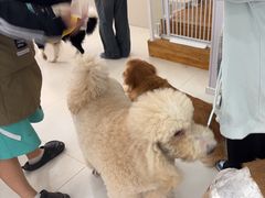 -汪说·狗咖·拼豆·宠物周边DIY(旺城大厦店)