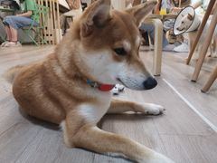 -柴迷FANS CLUB·柴犬狗咖·猫咖
