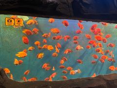 -海合安成都极地海洋公园