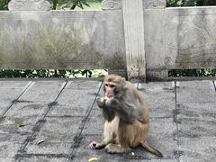 -黔灵山公园