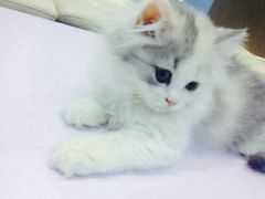iphone_upload_pic-喵的天空名猫咖啡馆·撸猫·猫舍·用品