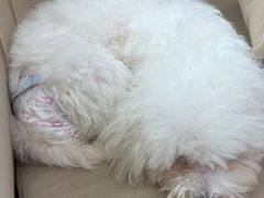 -怪兽屋·羊驼·猫咖·狗咖(俊华广场店)