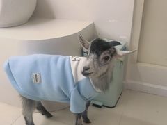 -怪兽屋·羊驼·猫咖·狗咖(俊华广场店)