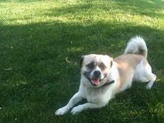 -沐沐家宠物(成寿寺店)