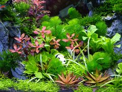 -花鸟鱼虫鲜花绿植市场(玉泉路店)