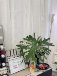 -UN·桃喜日系美睫美甲