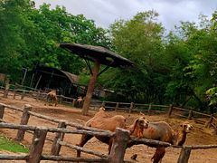 -清迈夜间动物园