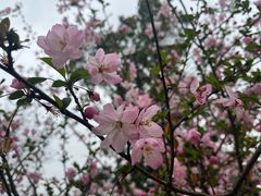 -径山花海